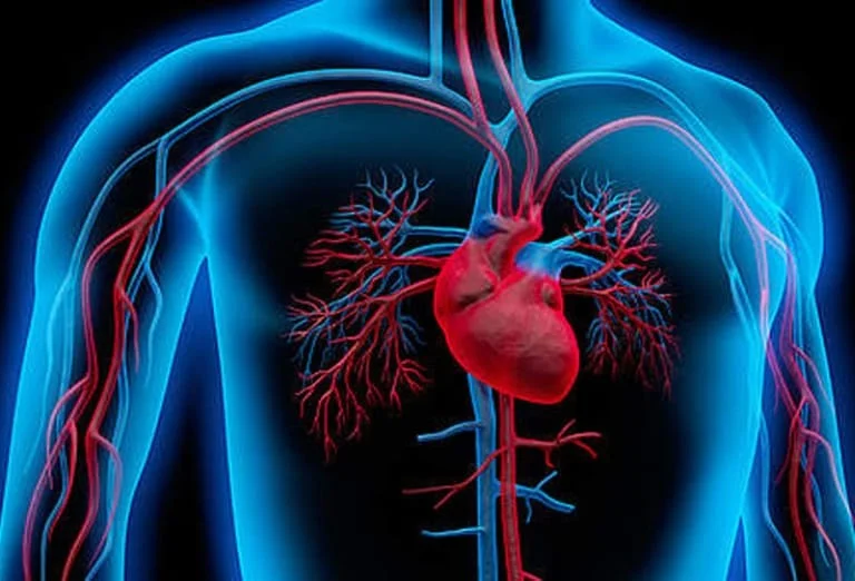 Human Body Circulatory System Red Blue Vessels Render