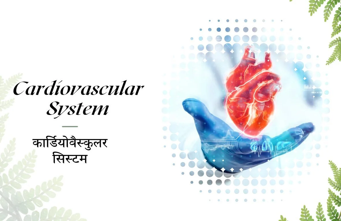 Cardiovascular System Hands Holding Heart Illustration