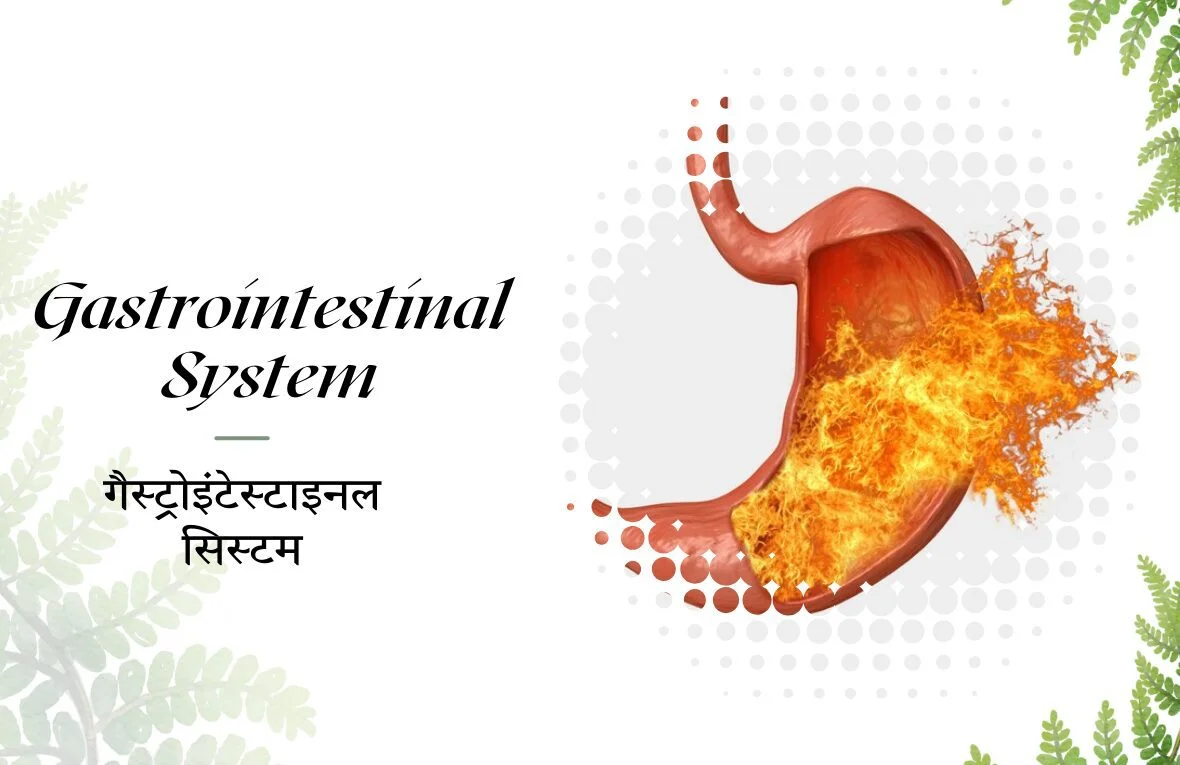 Gastrointestinal System Hindi English Banner Illustration