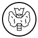 Home 19 Endocrine Icon 1